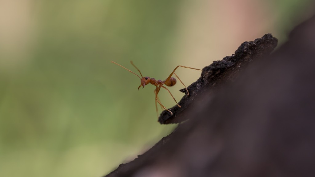 Hvordan bli kvitt små maur på badet
