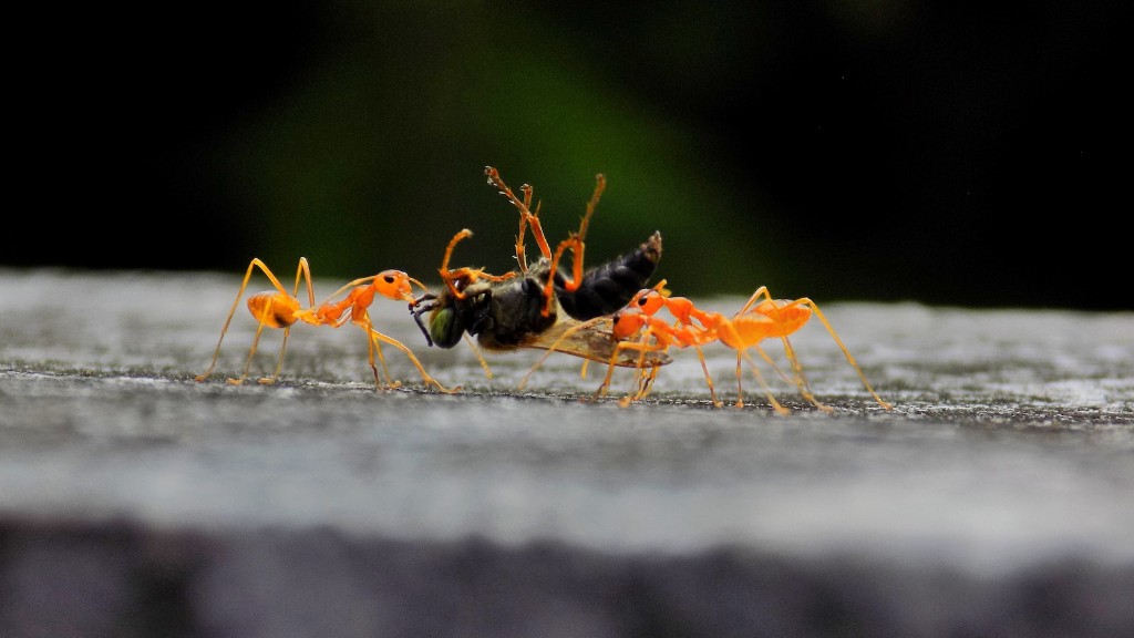 개미는 죽일 때 고통을 느끼나요?
