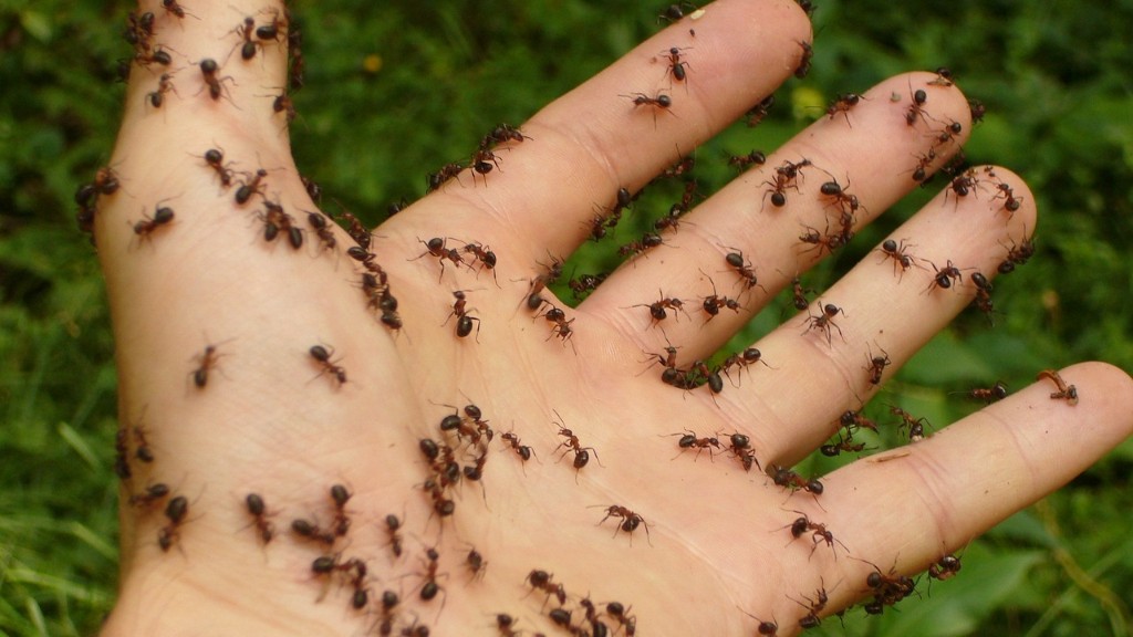 Cum să scapi de furnici în pavele