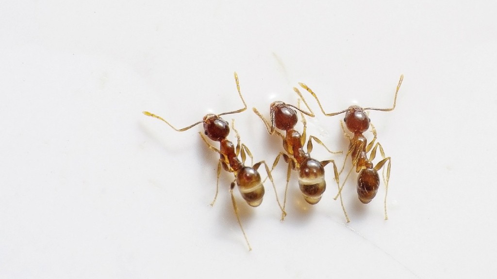 Como se livrar de formigas minúsculas na bancada da cozinha