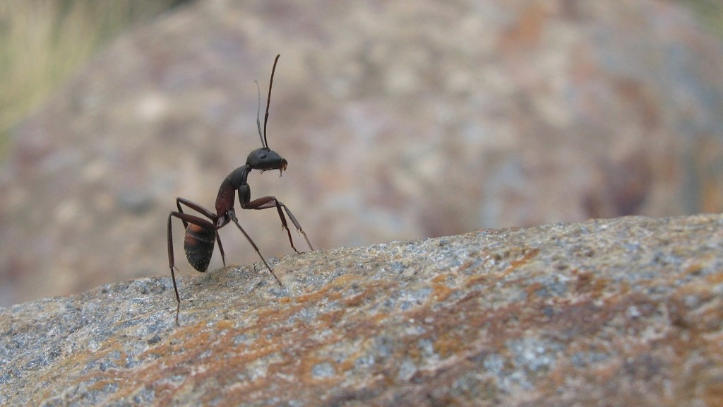 Quanto lontano viaggiano le formiche carpentiere