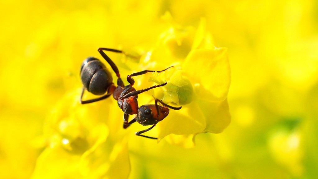 Does Vinegar Kill Crazy Ants