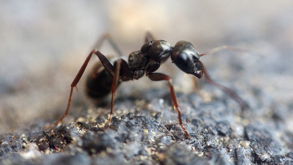 Cum să țineți furnicile departe de compost