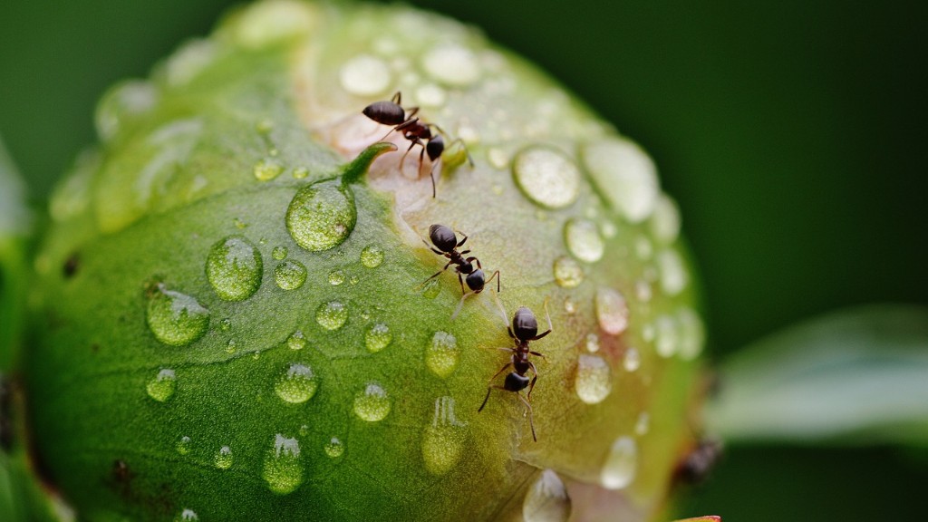 Czy można utopić mrówki w wodzie