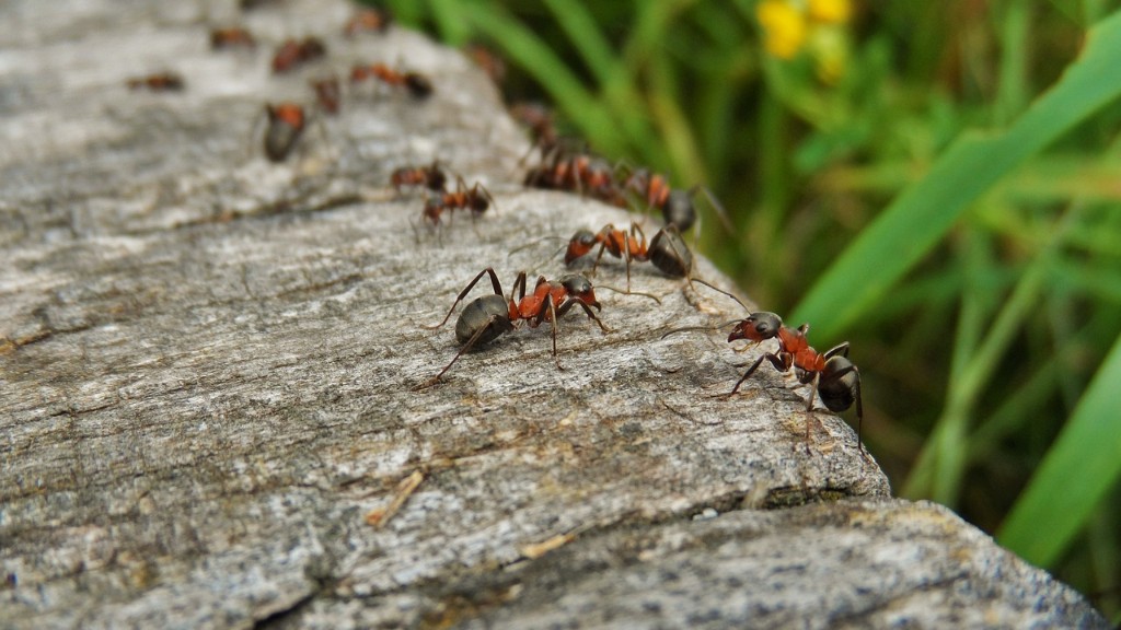Was wird Ameisen mit Hausmitteln los?