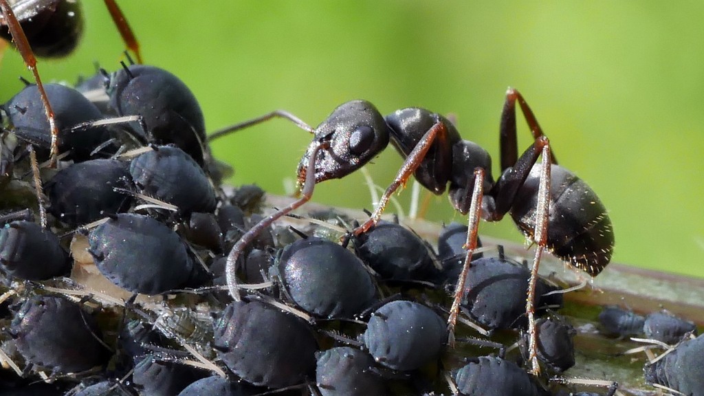 ¿Las hormigas sienten dolor cuando las matas?