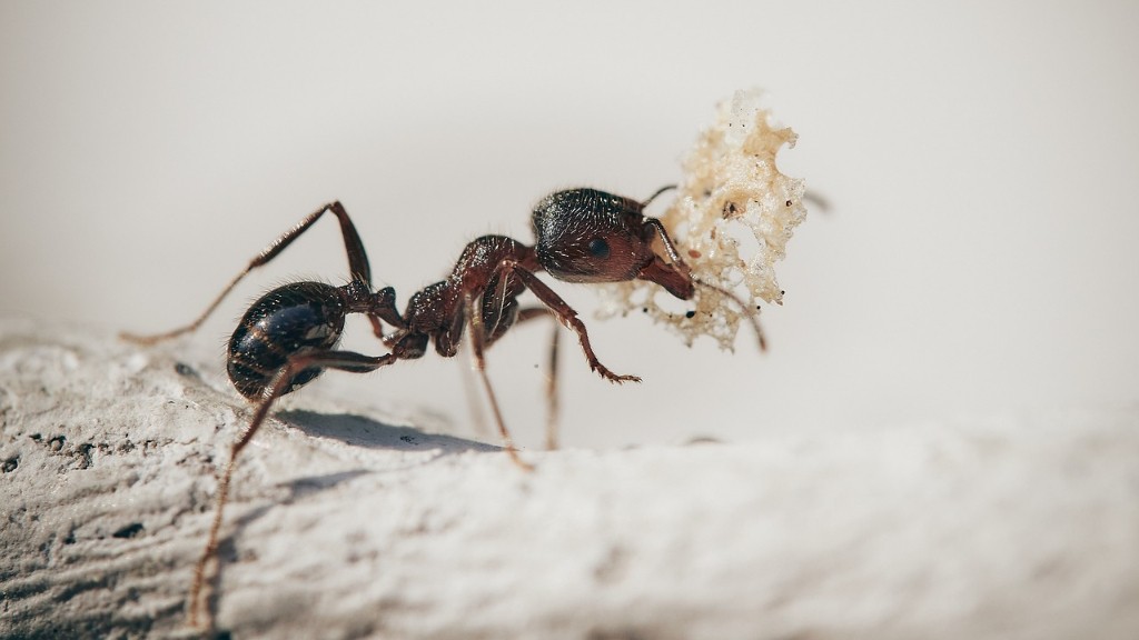 ¿Se ahogan las hormigas en el agua?