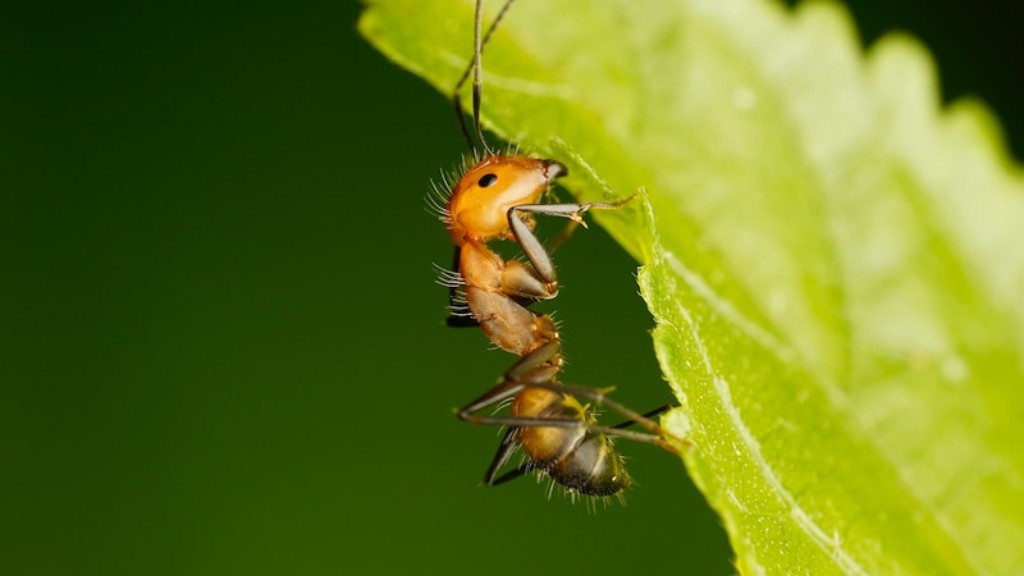 Do Ants Feel Pain When You Kill Them