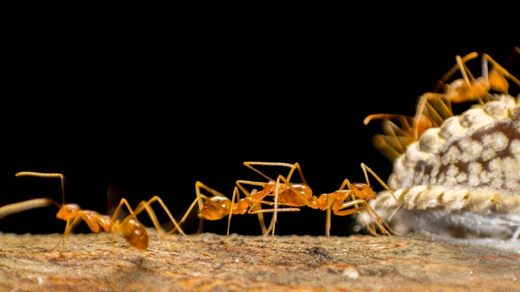 Empfinden Ameisen Schmerzen, wenn man sie tötet?