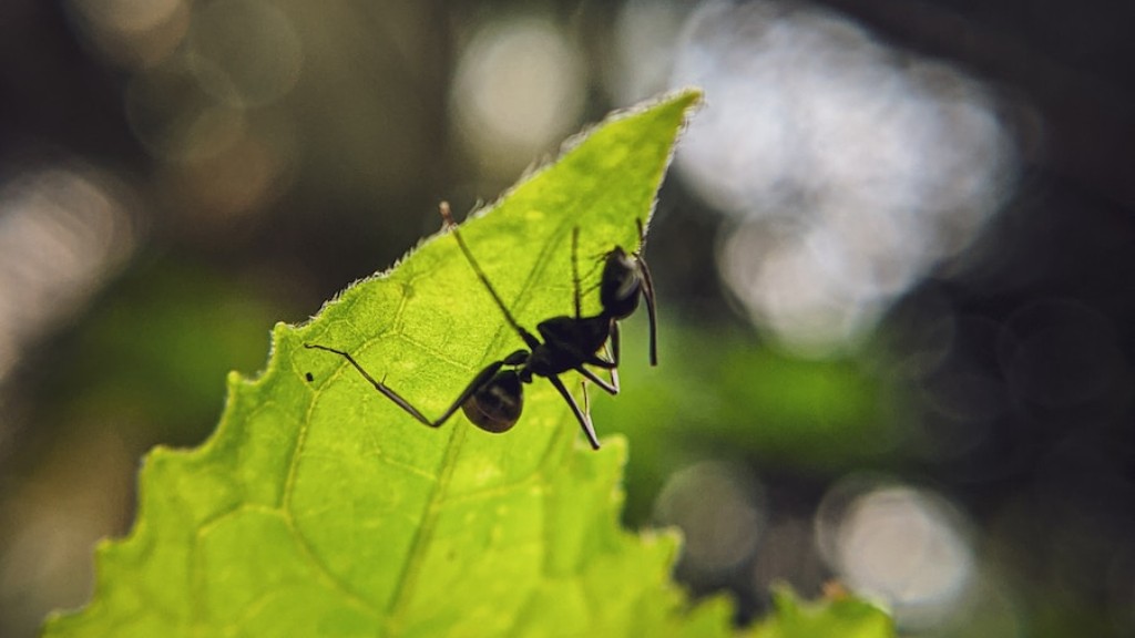 Können Rote und Schwarze Ameisen zusammenleben?