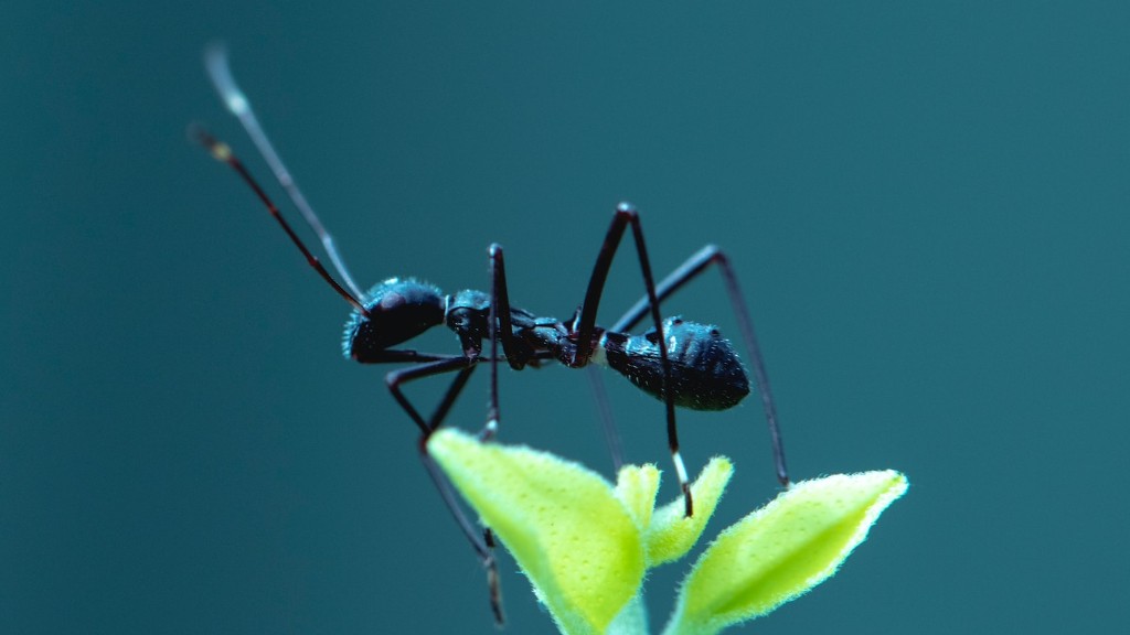 Er myrer mere aktive, når det er varmt