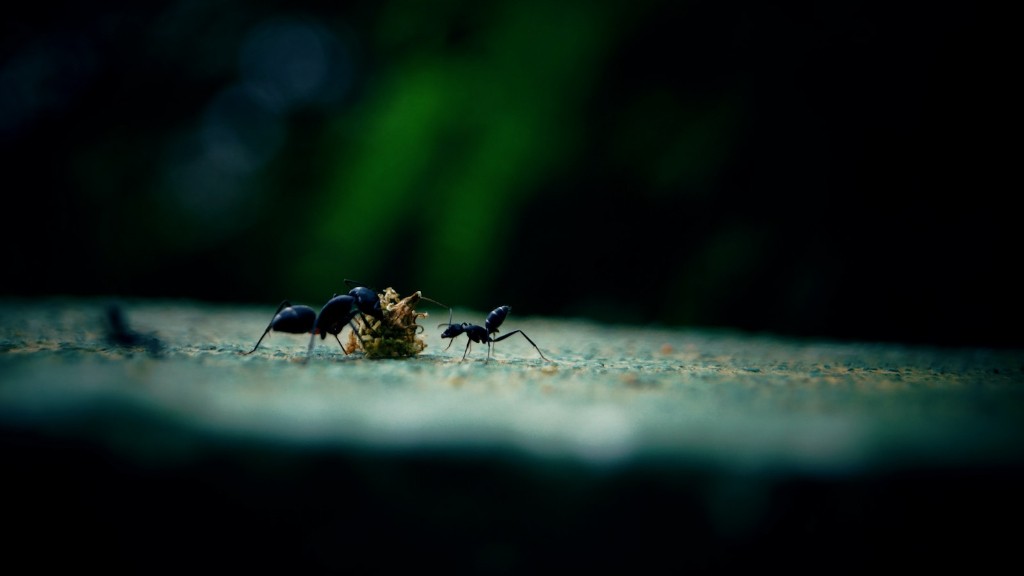 Hogyan lehet megszabadulni az apró hangyáktól a konyhai pulton