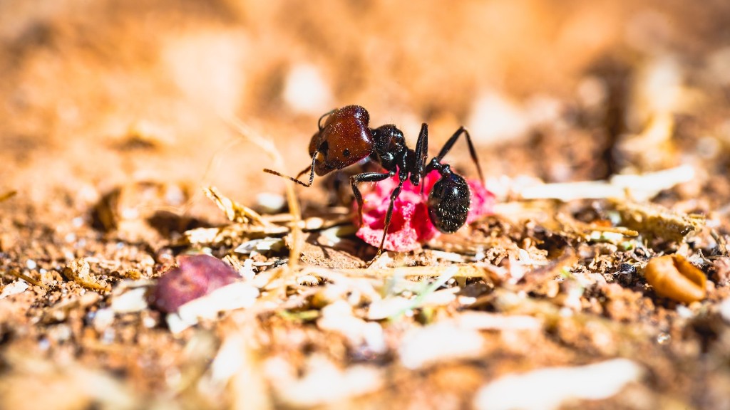 Sådan dræber du myrer i potteplanter