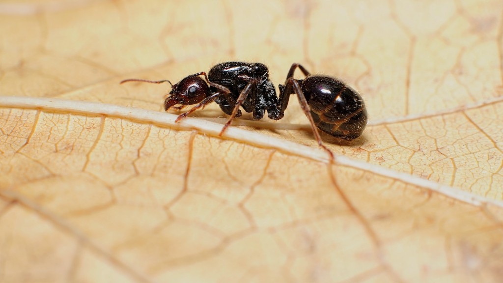 Do black ants bite?