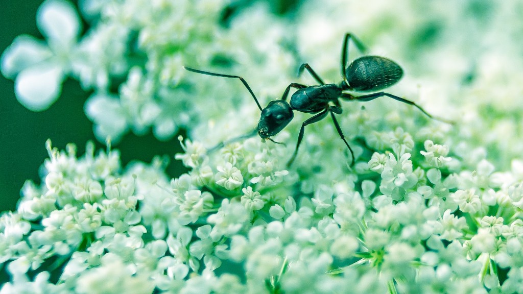 Kan röda myror och svarta myror leva tillsammans
