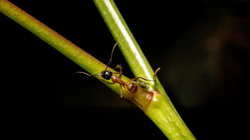Μπορούν τα κόκκινα μυρμήγκια και τα μαύρα μυρμήγκια να ζήσουν μαζί