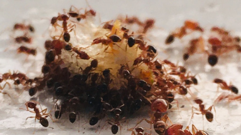 As formigas são mais ativas quando está calor