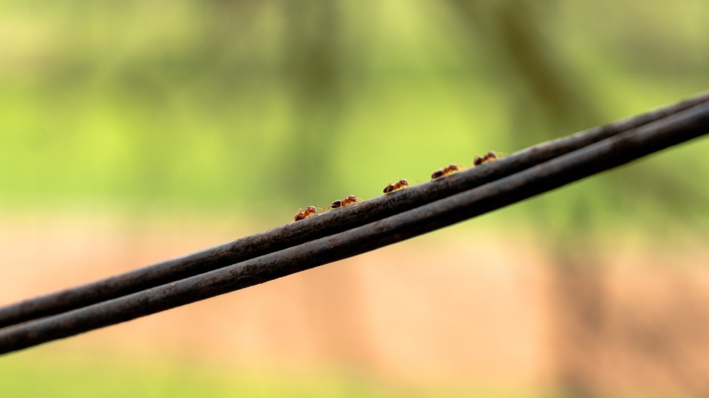Cómo deshacerse de las hormigas negras en casa