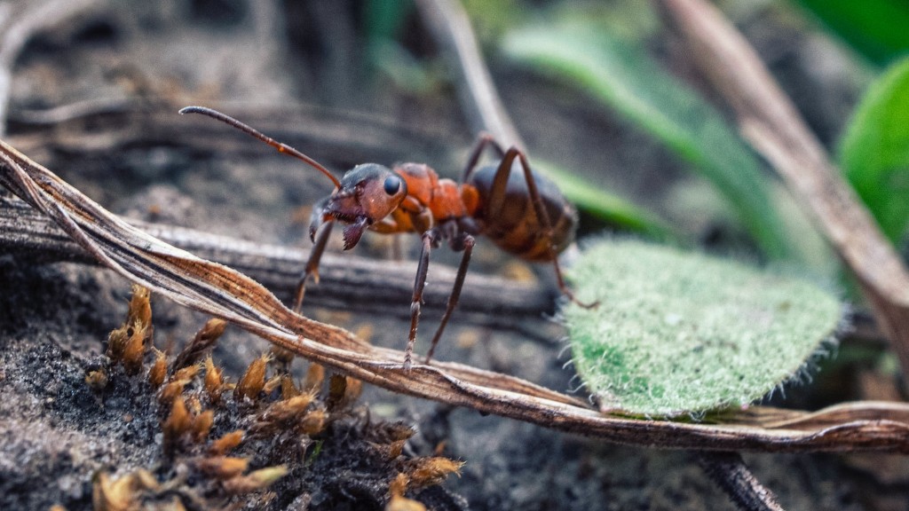 How To Get Rid Of Ants In My Garden