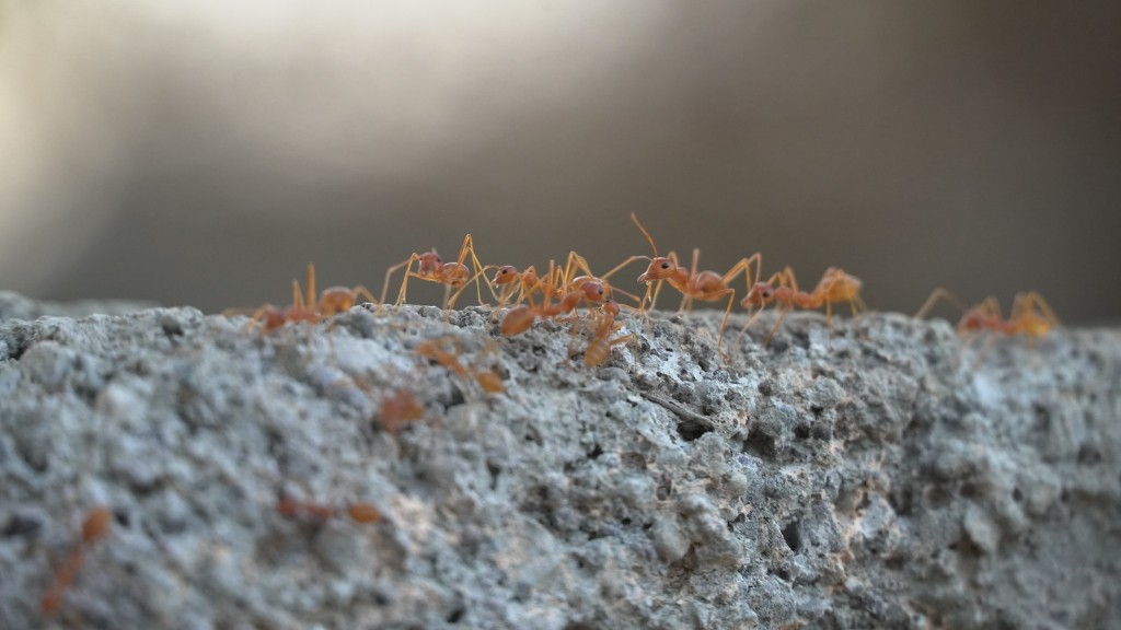 Les fourmis ont-elles besoin d’eau
