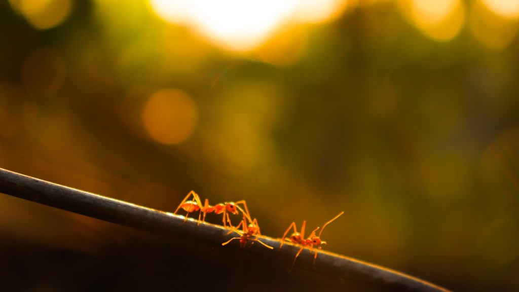 As formigas gostam do bórax