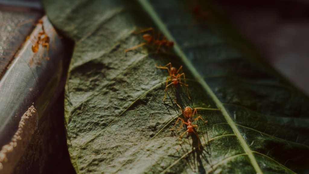 האם נמלים אדומות ונמלים שחורות יכולות לחיות ביחד?