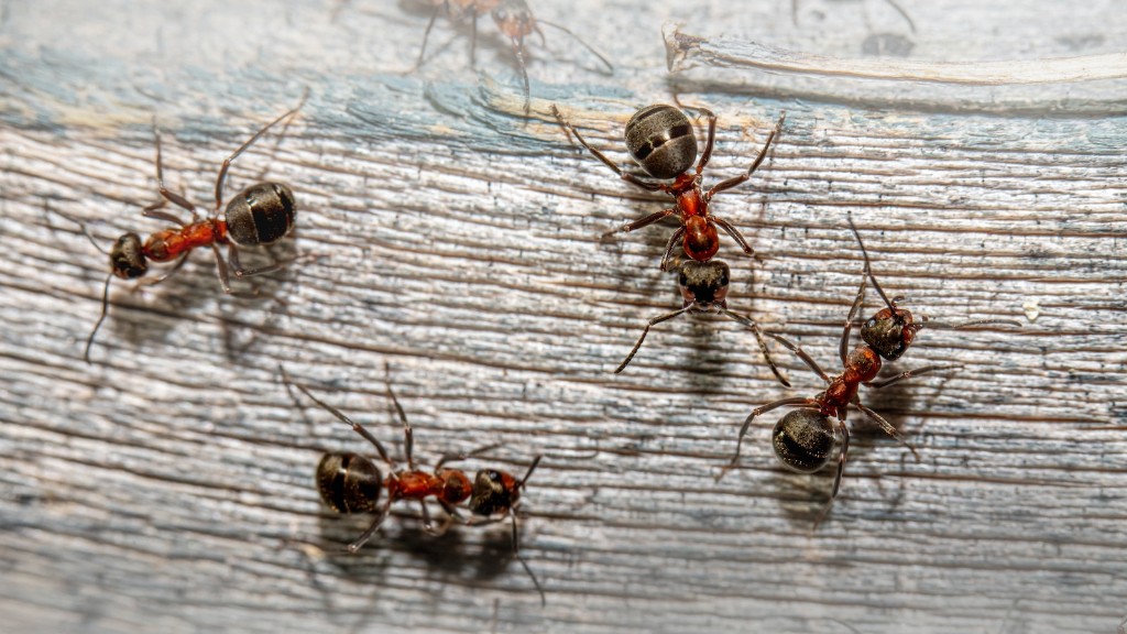 هل يمكن للنمل الأحمر والنمل الأسود أن يعيشا معاً؟