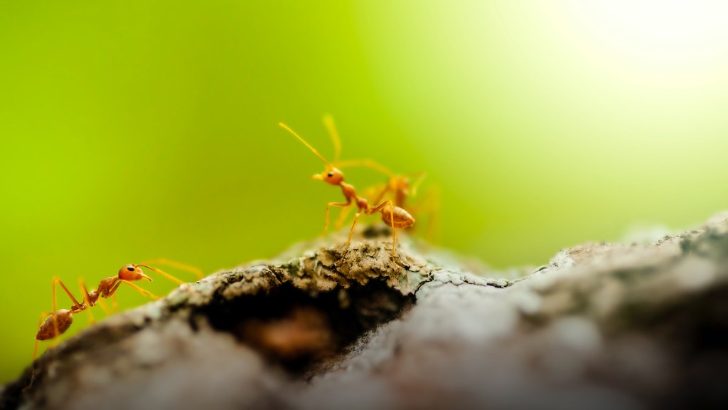 Hvordan bli kvitt bittesmå maur på kjøkkenbenken
