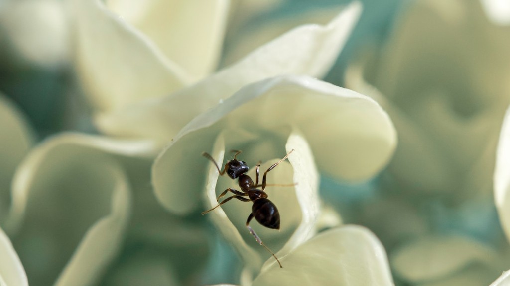 هل نجح النمل في اختبار المرآة؟