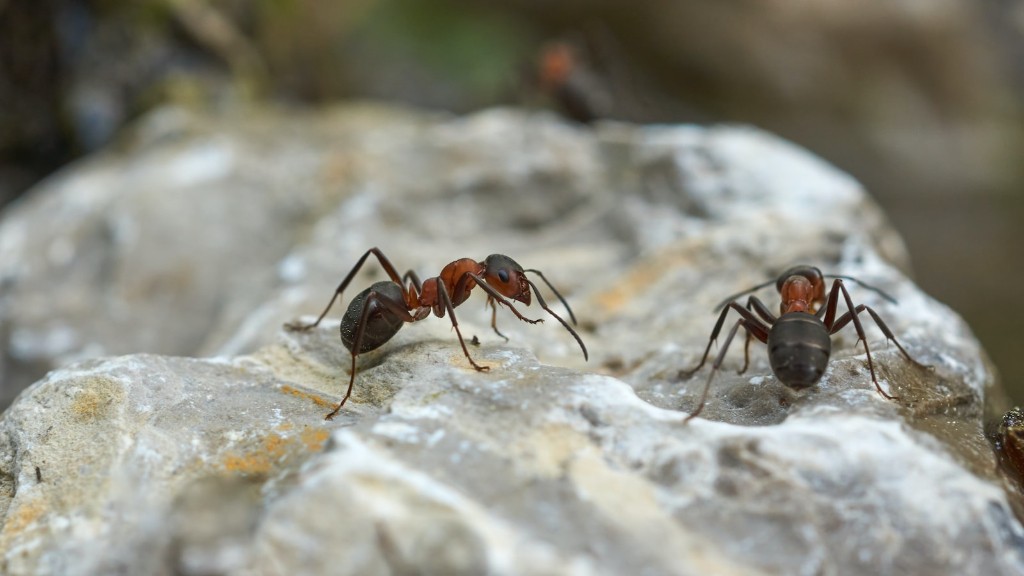 ¿Muerden las grandes hormigas negras?