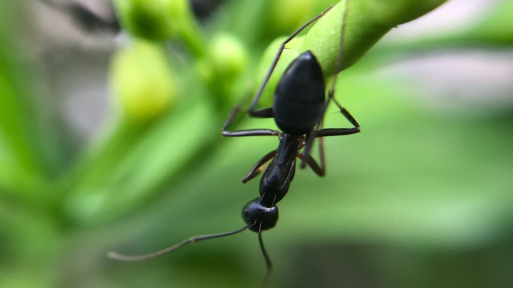 ¿Qué comen las hormigas de terciopelo rojo?