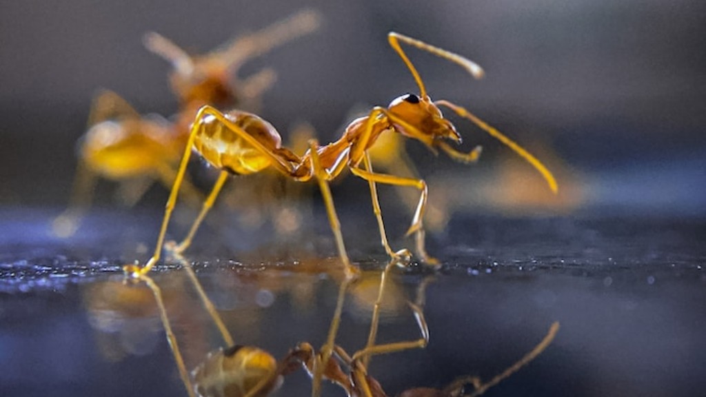 Hvad sker der, hvis vi spiser sorte myrer ved en fejl