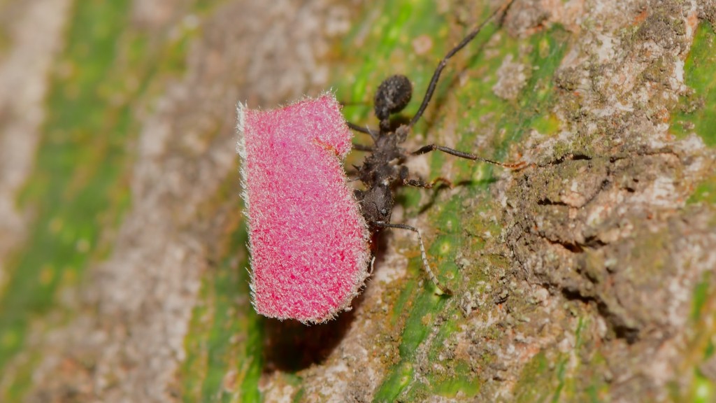 Откуда муравьи знают, где находится еда
