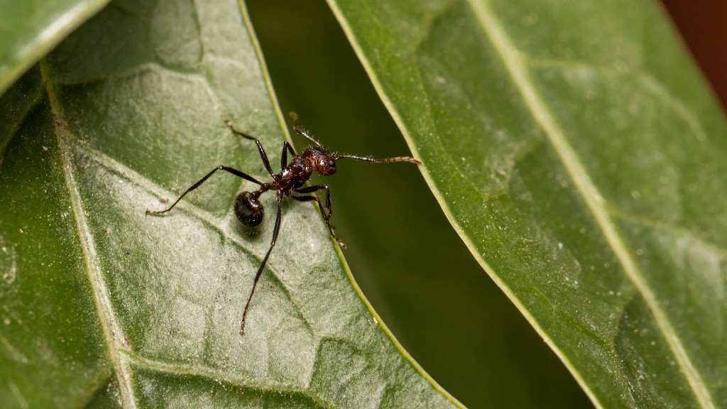 Waarom mieren in huis