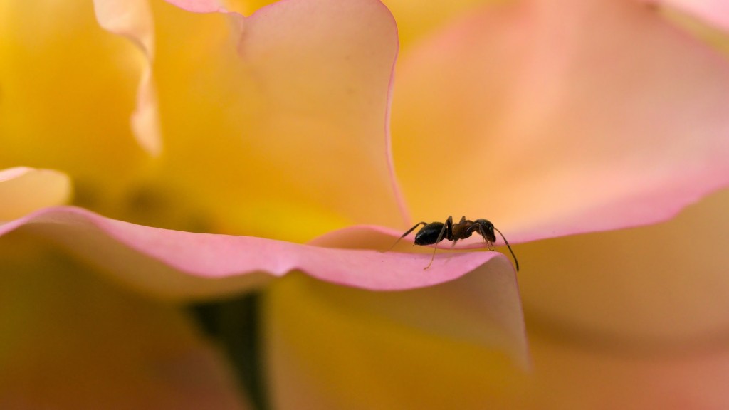 Hvorfor myrer på pæoner