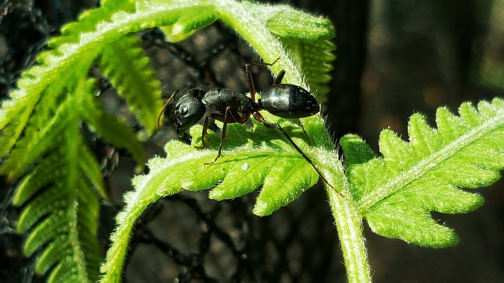 Le grandi formiche nere mordono gli esseri umani