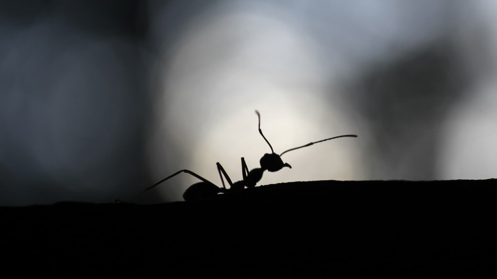 Можно ли утопить муравьев в воде