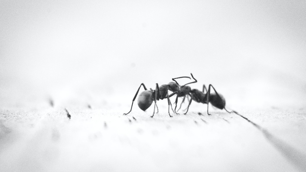 Apa clocotită omoară furnicile