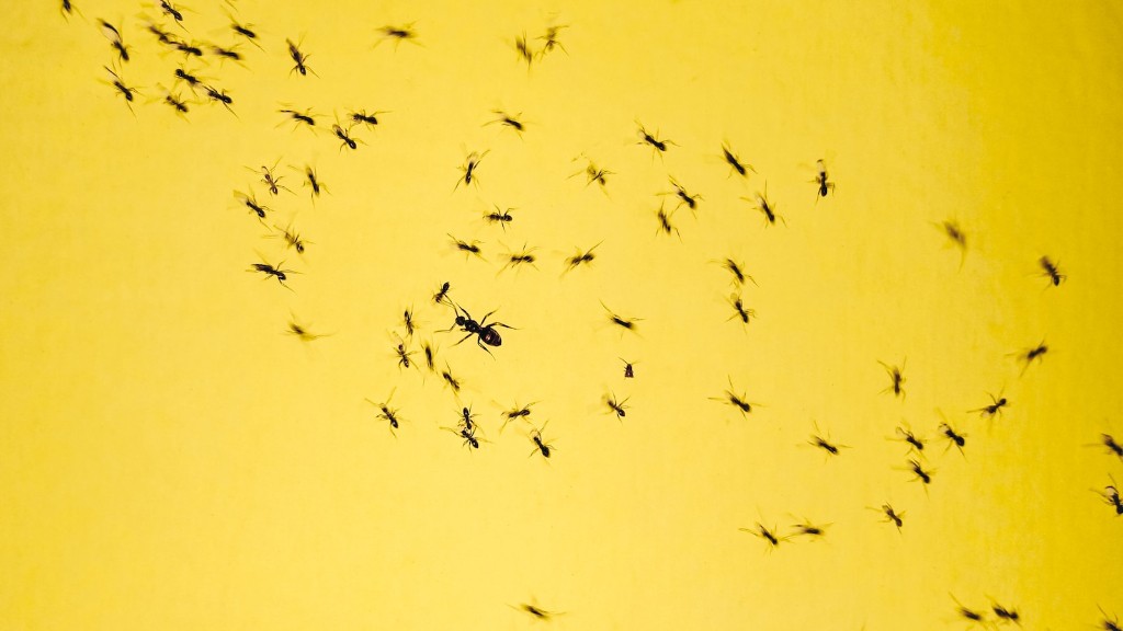 Πώς να απαλλαγείτε από τα μυρμήγκια στα πλακόστρωτα