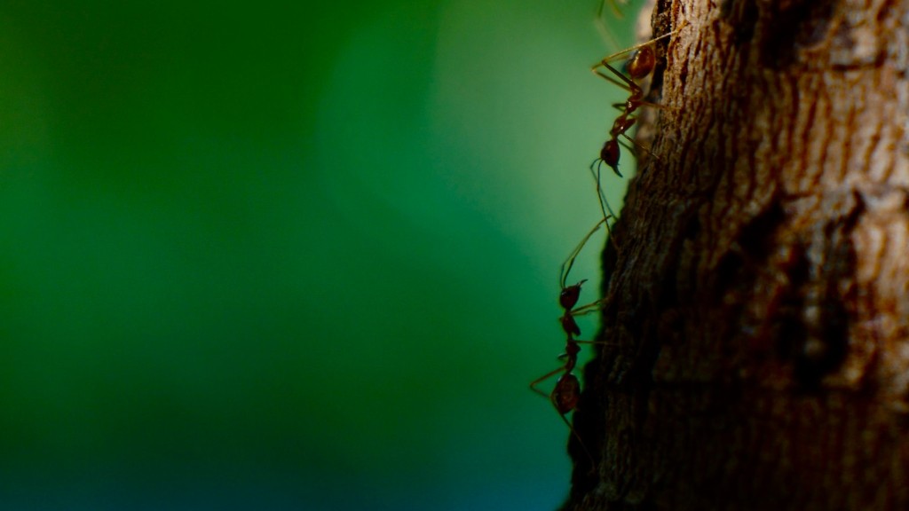 Água fervente mata formigas