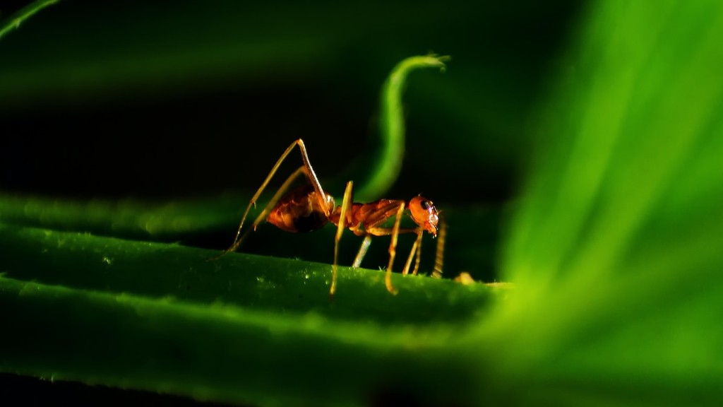 ما هو الفرق بين النمل النجار والنمل الأبيض