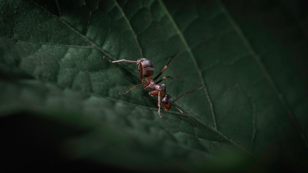 ¿Viven las hormigas en invierno?
