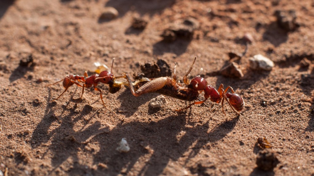 Wat kun je op mieren spuiten om ze te doden?
