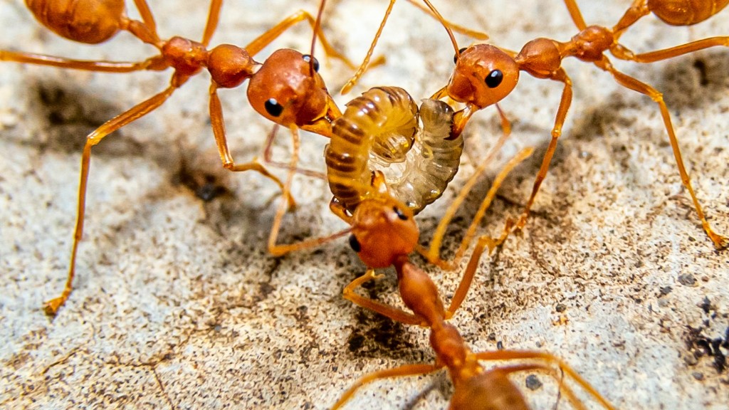 Czy czerwone mrówki i czarne mrówki mogą żyć razem