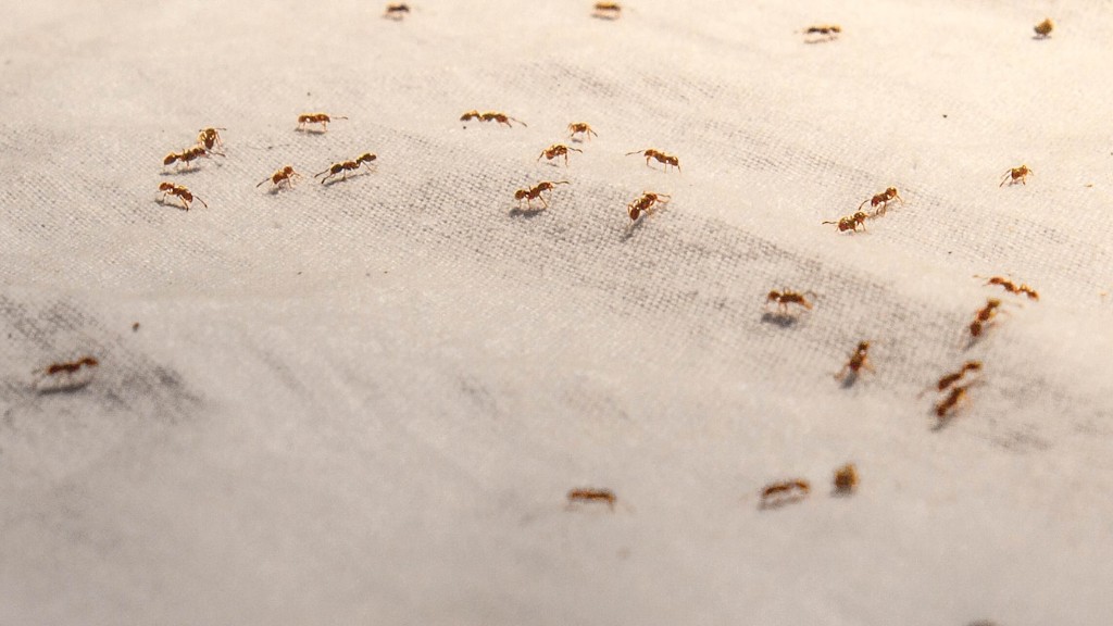 Як позбутися крихітних мурах на кухонному столі