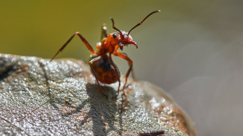 Как избавиться от мелких муравьев в ванной