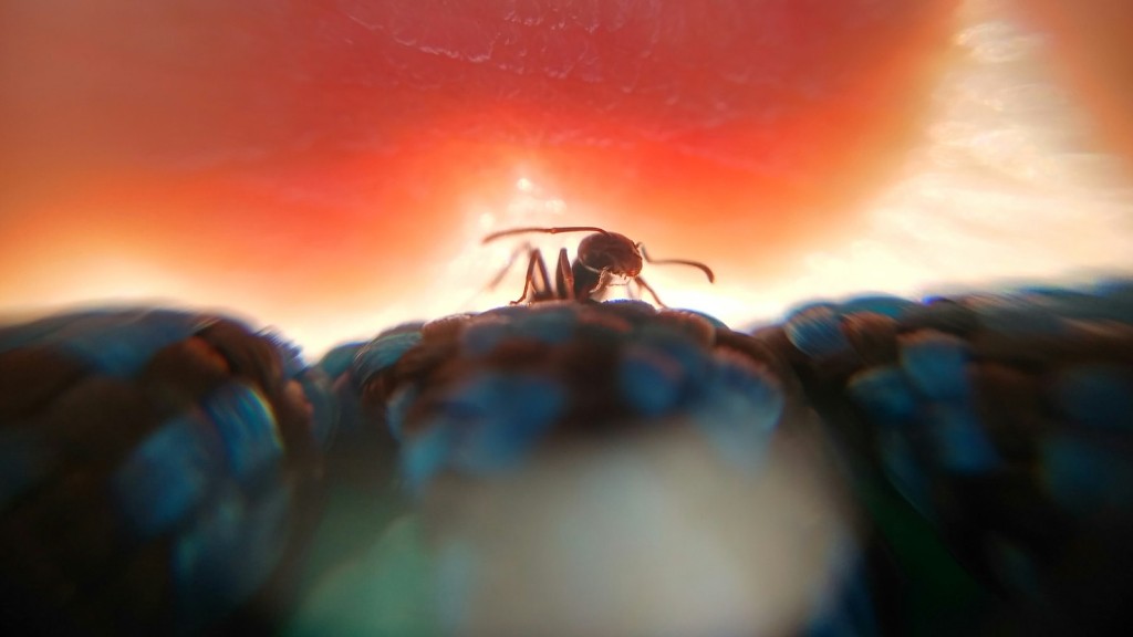 Voivatko punaiset muurahaiset ja mustat muurahaiset elää yhdessä