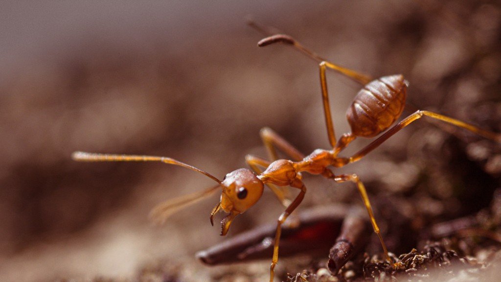 So verhindern Sie Ameisen im Kolibri-Futterhäuschen