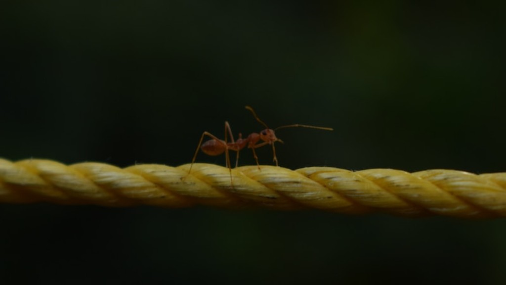 개미는 죽일 때 고통을 느끼나요?