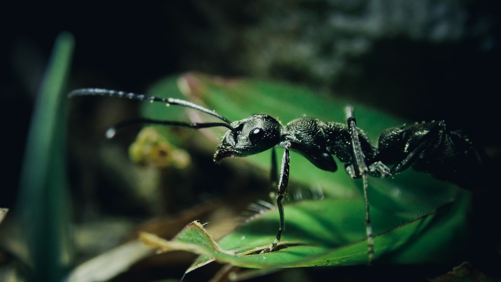 Jak pozbyć się małych mrówek na blacie kuchennym